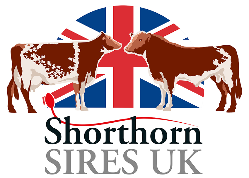 Shorthorn Sires UK